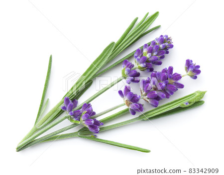 Fresh Lavender Flowers Isolated Over White Background Fresh Lavender Flowers Isolated Over White Background 83342909