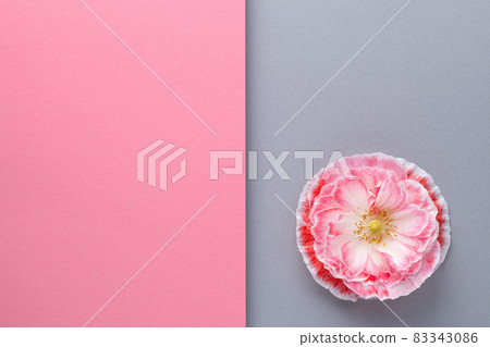 Geometric Composition Background With Pink Poppy Flower Geometric Composition Background With Pink Poppy Flower 83343086