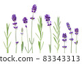 Set Of Lavender Flowers Isolated Over White 83343313