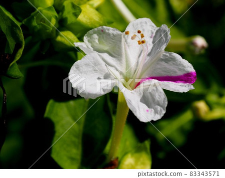 Marvel-of-peru with red spots in the sun (white white flowers) Marvel-of-peru with red spots in the sun (white white flowers) 83343571