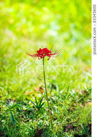 One pretty manjushaka, cluster amaryllis in the meadow, cluster amaryllis, 83343600