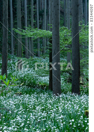 Photographing a group of Shaga in the Ayabe Oitomi district of Kyoto Prefecture 83344097