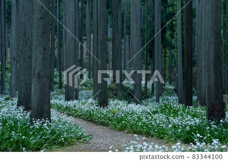 在京都府綾部大富區拍攝一群沙加 83344100