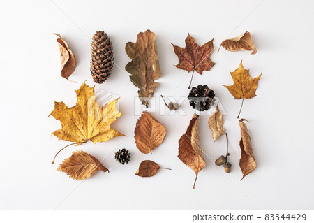 Assorted dead and decaying autumn leaves with cones Assorted dead and decaying autumn leaves with cones 83344429