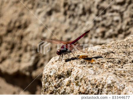 close-up shot of a red dragonfly with open wings 83344677