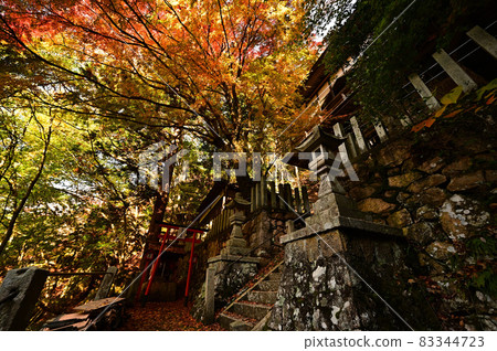 Autumn leaves of Aokura Shrine Autumn leaves of Aokura Shrine 83344723