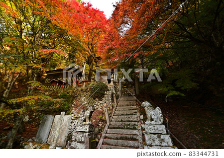 Autumn leaves of Aokura Shrine Autumn leaves of Aokura Shrine 83344731