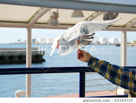 Feeding black-headed gulls 83344733