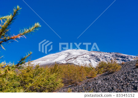 (靜岡縣)富士山、寶榮火山口、落葉松紅葉、白雪皚皚的山峰 (靜岡縣)富士山、寶榮火山口、落葉松紅葉、白雪皚皚的山峰 83345152