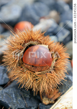 Autumn chestnut 2021 Autumn chestnut 2021 83345156