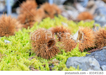 Autumn chestnut 2021 Autumn chestnut 2021 83345163