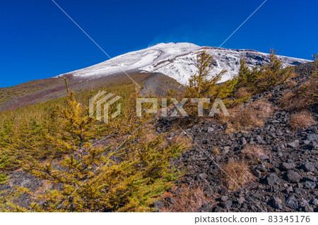 (靜岡縣)富士山、寶榮火山口、落葉松紅葉、白雪皚皚的山峰 (靜岡縣)富士山、寶榮火山口、落葉松紅葉、白雪皚皚的山峰 83345176