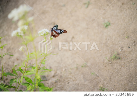 Chestnut tiger (butterfly traveling the longest record 2500km) Chestnut tiger (butterfly traveling the longest record 2500km) 83345699