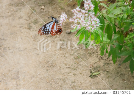 Chestnut tiger (butterfly traveling the longest record 2500km) Chestnut tiger (butterfly traveling the longest record 2500km) 83345701