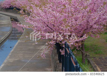 Photograph of Kawazu cherry blossoms in Kushimachi, Fushimi-ku, Kyoto 83346625
