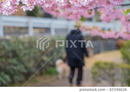 Photograph of Kawazu cherry blossoms in Kushimachi, Fushimi-ku, Kyoto 83346626