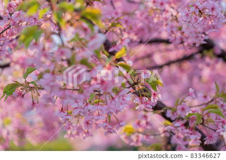 Kushazu櫻花的照片在Kushimachi，伏見區，京都 83346627