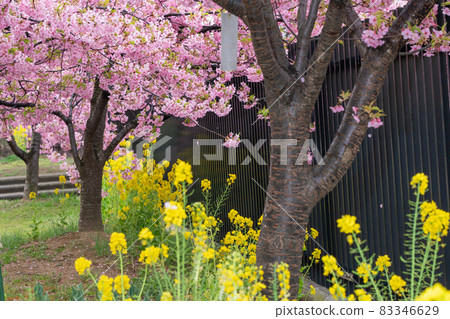 Photograph of Kawazu cherry blossoms in Kushimachi, Fushimi-ku, Kyoto Photograph of Kawazu cherry blossoms in Kushimachi, Fushimi-ku, Kyoto 83346629