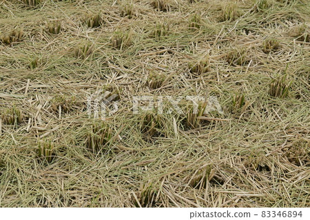 Rice and fields immediately after harvest Rice and fields immediately after harvest 83346894