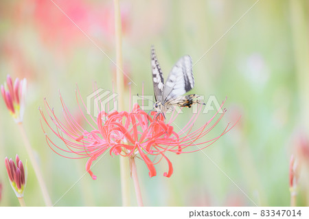 Cluster amaryllis and swallowtail butterfly autumn image Cluster amaryllis and swallowtail butterfly autumn image 83347014