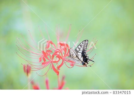 Cluster amaryllis and swallowtail butterfly autumn image Cluster amaryllis and swallowtail butterfly autumn image 83347015