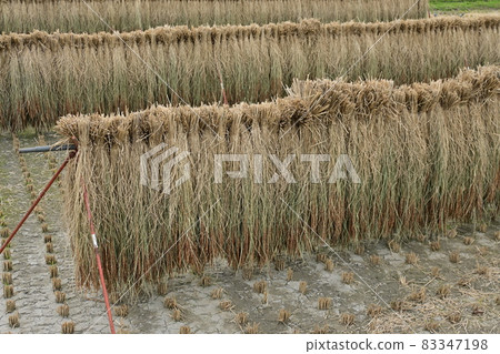 Sun-dried rice (rice rack) 83347198