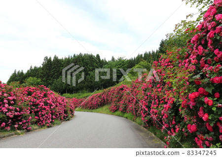 Niigata Sado Rose Road 83347245