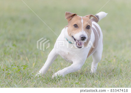 Running Jack Russell Terrier 83347418