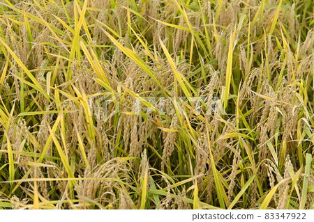 Golden rice 83347922