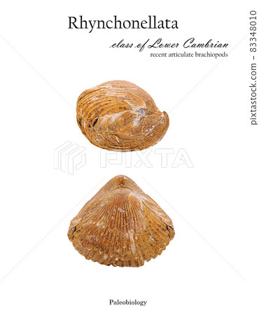 Fossil shell of mollusc Rhynchonellata isolated Fossil shell of mollusc Rhynchonellata isolated 83348010