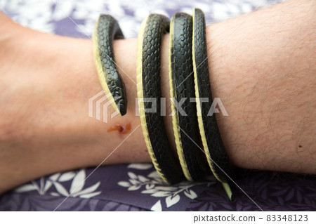 Snake wrapped around a man's leg, imitation of a snake bite, ketchup instead of blood on the leg 83348123