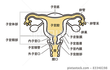Simple illustration womb 83348198