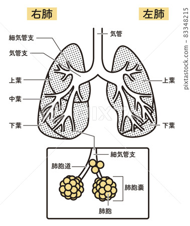 簡單說明肺結構 83348215