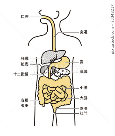 簡單的插圖，人體解剖學，消化系統 83348217