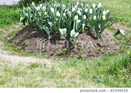 Flock of white tulips 83348420