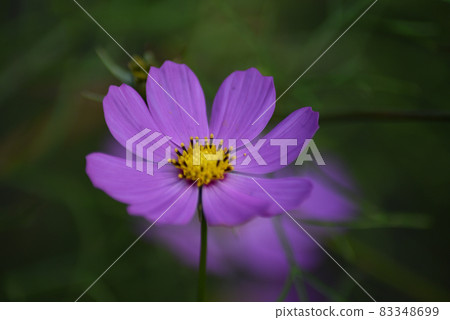 波斯菊花了 83348699