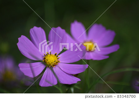 波斯菊花了 83348700