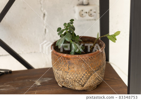 Crassula ovata or jade plant in flower pot Crassula ovata or jade plant in flower pot 83348753
