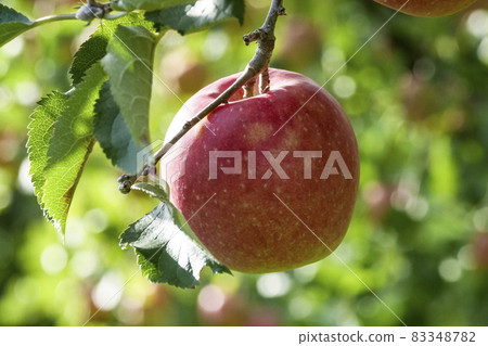 Photographs, photos Iwate apples Harvesting Sanfuji Aged in trees Iwate apples Photographs, photos Iwate apples Harvesting Sanfuji Aged in trees Iwate apples 83348782