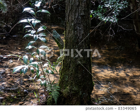 A moment of healing with plenty of negative ions in the forest of nature observation A moment of healing with plenty of negative ions in the forest of nature observation 83349065