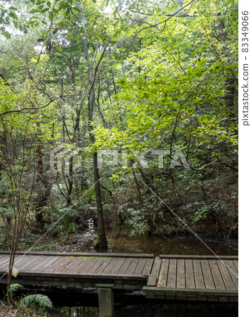 A moment of healing with plenty of negative ions in the forest of nature observation A moment of healing with plenty of negative ions in the forest of nature observation 83349066