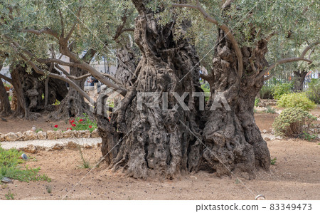 Old olive tree trunk and branches.  83349473