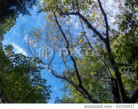 A moment of healing with plenty of negative ions in the forest of nature observation A moment of healing with plenty of negative ions in the forest of nature observation 83350417