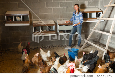 Female farmer collecting eggs in henhouse Female farmer collecting eggs in henhouse 83350469