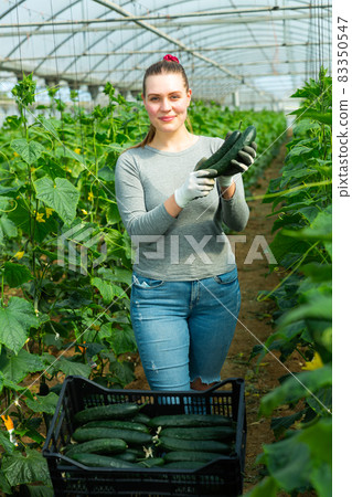 Woman farmer showing harvest of cucumbers Woman farmer showing harvest of cucumbers 83350547