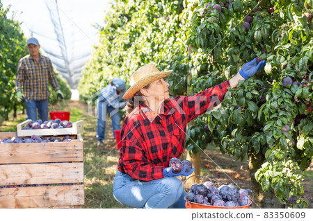 Senior woman harvesting plums in plantation Senior woman harvesting plums in plantation 83350609