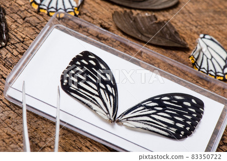 butterfly collection concept butterfly collection concept 83350722