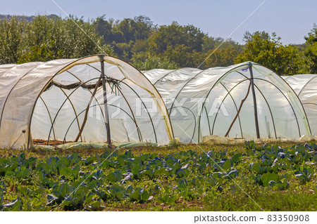 Polytunnel Vegetable Farm 83350908