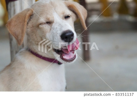 rescued street puppy (puppy) 83351137