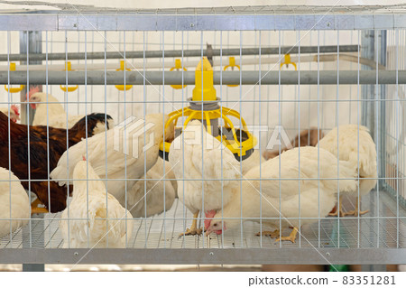 Chickens in Cage Chickens in Cage 83351281